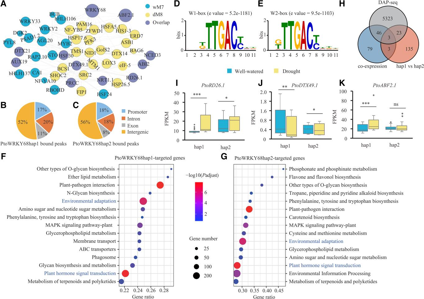 图片3 DAP-seq.png