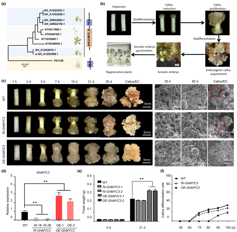 GhMYC3调控棉花的体细胞胚胎发生（SE）.png