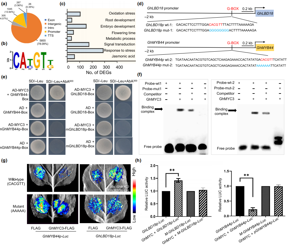 GhMYC3直接结合并调控GhMYB44和GhLBD18的转录.png