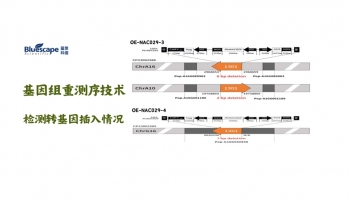 客户文章 | 杨树特有miRNA在调控杨树抗旱中的分子机制