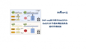 客户文章 │ DAP-seq助力揭示OsbZIP10-OsGIF1分子模块调控稻米品质的作用机制