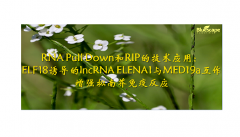 RNA Pull Down和RIP的技术应用：ELF18诱导的lncRNA ELENA1与MED19a互作增强拟南芥免疫反应