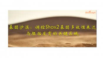 文章分享 | 基因沙漠：调控Shox2基因多效性表达与胚胎发育的关键区域