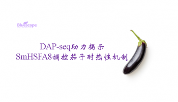 客户文章|DAP-seq助力揭示SmHSFA8调控茄子耐热性机制
