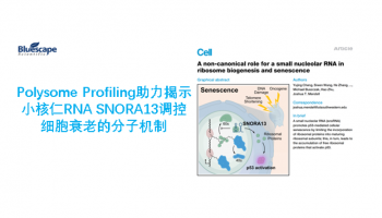 Polysome Profiling助力揭示小核仁RNA SNORA13调控细胞衰老的分子机制
