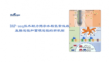 客户文章 ▏DAP-seq技术助力揭示水稻氮素吸收直接途径和菌根途径的新机制