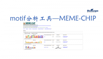 motif分析工具——MEME-CHIP