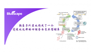 Cell文献：转座子外显化构成了一个受进化选择的功能蛋白质亚型储库