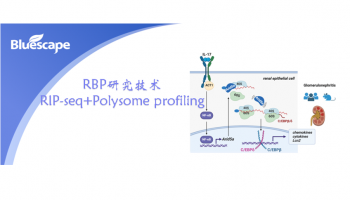 RBP研究技术RIP-seq+Polysome profiling