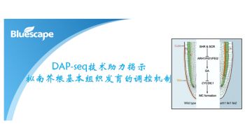 客户文章（Current Biology）| DAP-seq技术助力揭示拟南芥根基本组织发育的调控机制