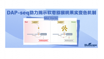 Mol Hortic | DAP-seq助力揭示软枣猕猴桃果实变色机制