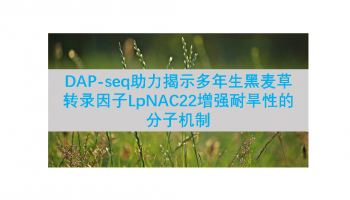 Plant Cell Environ |DAP-seq助力揭示多年生黑麦草转录因子LpNAC22增强耐旱性的分子机制