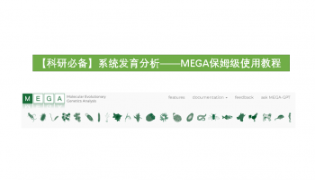 【科研必备】系统发育分析——MEGA保姆级使用教程