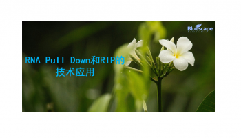 RNA Pull Down和RIP的技术应用：ELF18诱导的lncRNA ELENA1与MED19a互作增强拟南芥免疫反应