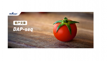 Cell Reports（IF: 6.9） ▏DAP-seq助力揭示SlWRKY14调控番茄果色和品质的新机制