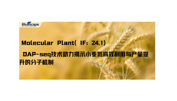 Molecular Plant（IF: 24.1） ▏DAP-seq技术助力揭示小麦氮高效利用与产量提升的分子机制