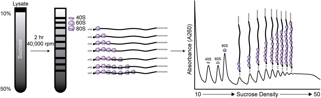 141902675635.jpg WPS图片(1).jpg