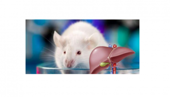 小鼠肝脏翻译组解析利器-Polysome Profiling多组学联用研究范式