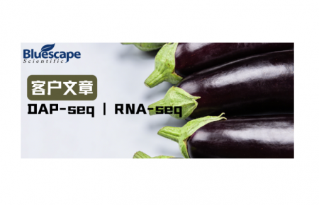 Hortic. Plant J（IF=6.2）| DAP-seq和RNA-seq联合助力揭示SmBBX22调控茄子花青素合成的分子机制