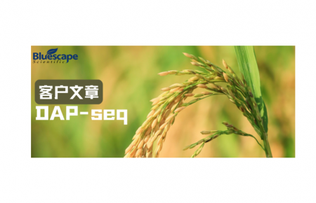 New Phytol（IF=8.1）▏DAP-seq技术助力揭示水稻免疫调控分子机制
