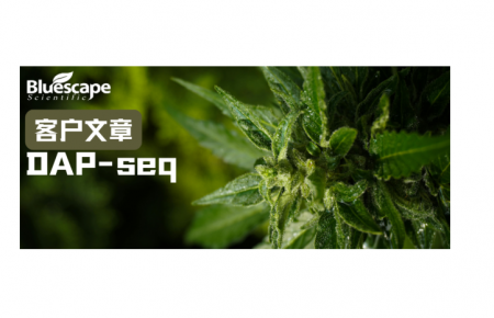 Advanced Science（IF=14.1）▏DAP-seq助力揭示CsYABBY3调控大麻腺毛分化与大麻素合成的分子机制