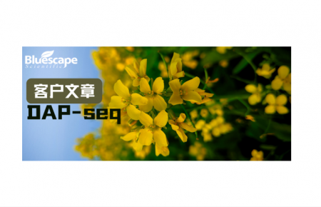 Advanced Science（IF=14.1）▏DAP-seq助力解析BnJAM3介导BnTFL1调控甘蓝型油菜种子糖转运与油脂合成的机制