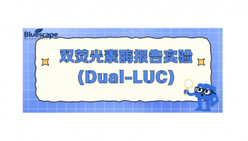 双荧光素酶报告实验（Dual-LUC）
