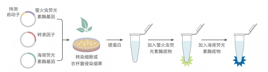 技术流程.png