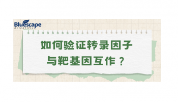 如何验证转录因子与靶基因互作？